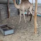 قعود سلاله