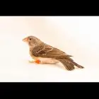 حسون طائفي