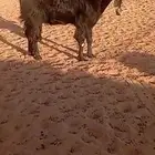 تيس شامي