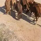 للبيع طليان سواكن حمري فاخره تم البيع