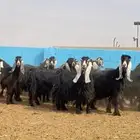 معزا عوارض صنف