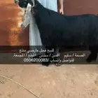 البيع فحل عارضي منتج الموقع المجمعة