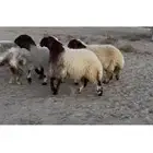 جذعات نعيم صنف