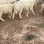 خرفان طيبه للمناسبات والحفلات والمنادي