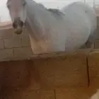 حصان واهو بوراق