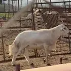 خروف فحل مشروط
