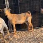 عنزين دفيع شرط على سونار