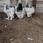 طقم برهما كلمبي كونك