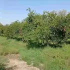 محصول رمان فاخر بيع على الشجر (المزرعة في قلب خميس مشيط)