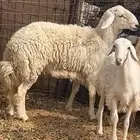 خروف حري للبيع