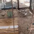 دجاج فيومي 10 وديك و اي سومه تحت الميه لم ينظر لها