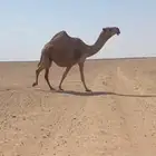 للبيع لقحه كفو ملاقي