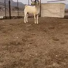 تيس بيشي فحل صنف الصنف منوة القناي