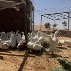 بط بكيني