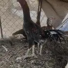 دجاج باكستاني