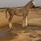 للبيع مهر شيخ