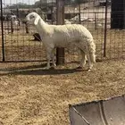 مشروع فحل صنف فاخر