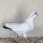 حمام بولندي