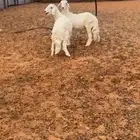 طليان حريات