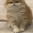 بريتش قطه قط برتش كتن