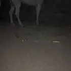 فرس للبيع