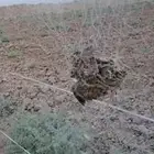 مريعي