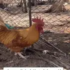 للبيع ديك لوهمان