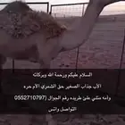 قعود للبيع