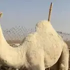 حشوان ذبح مفاردي كلها قعدان 2