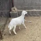 طلي ذبيحه