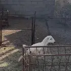 خروف كفو ذبيحه ثلاجه مشروط من كل عذروب