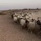 للبيع غنم نعيم مراح واحد