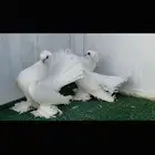 زوج كرنقو ابيض صك مع طبته