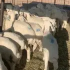 البيع بهم حري