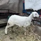 رخل كفووو مقنووي