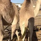 قعودين بلدي حقت زواج للبيع