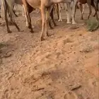 بكره مفروده