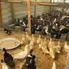 صوص بط عمر شهر ونص