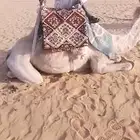رحول طوع شرط