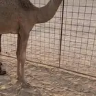 قعود جده الحاكم بعير ابن قريع