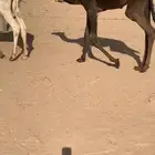 حواره على الوافي