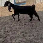 عنز حليب