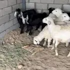 طليان وتيوس للبيع