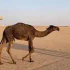 بكرة مفرودة