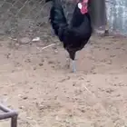 دجاج اسود صافي