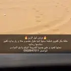 خلفه شقحا كفو بكر ثنيه تحتهاقعود بدواه كفو و مشروطه