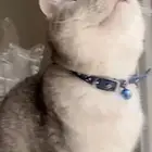 قط سكوتش ذكر