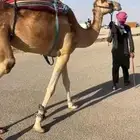 رحول ابل قود تصلح للمزادات تم البيع
