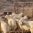 طليان حرية