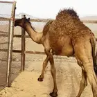 قعود للبيع
